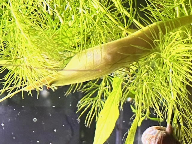 Blue Beta in planted Tank